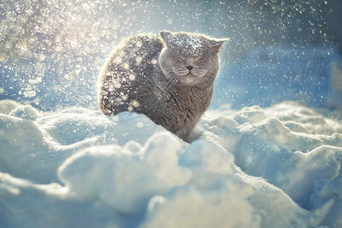 猫吹雪