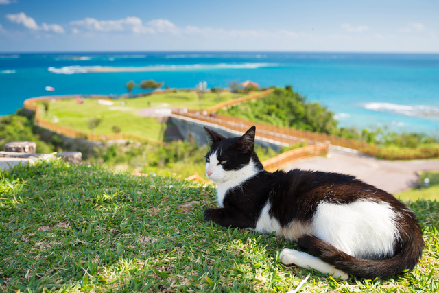 海　猫