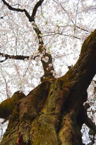 桜の木